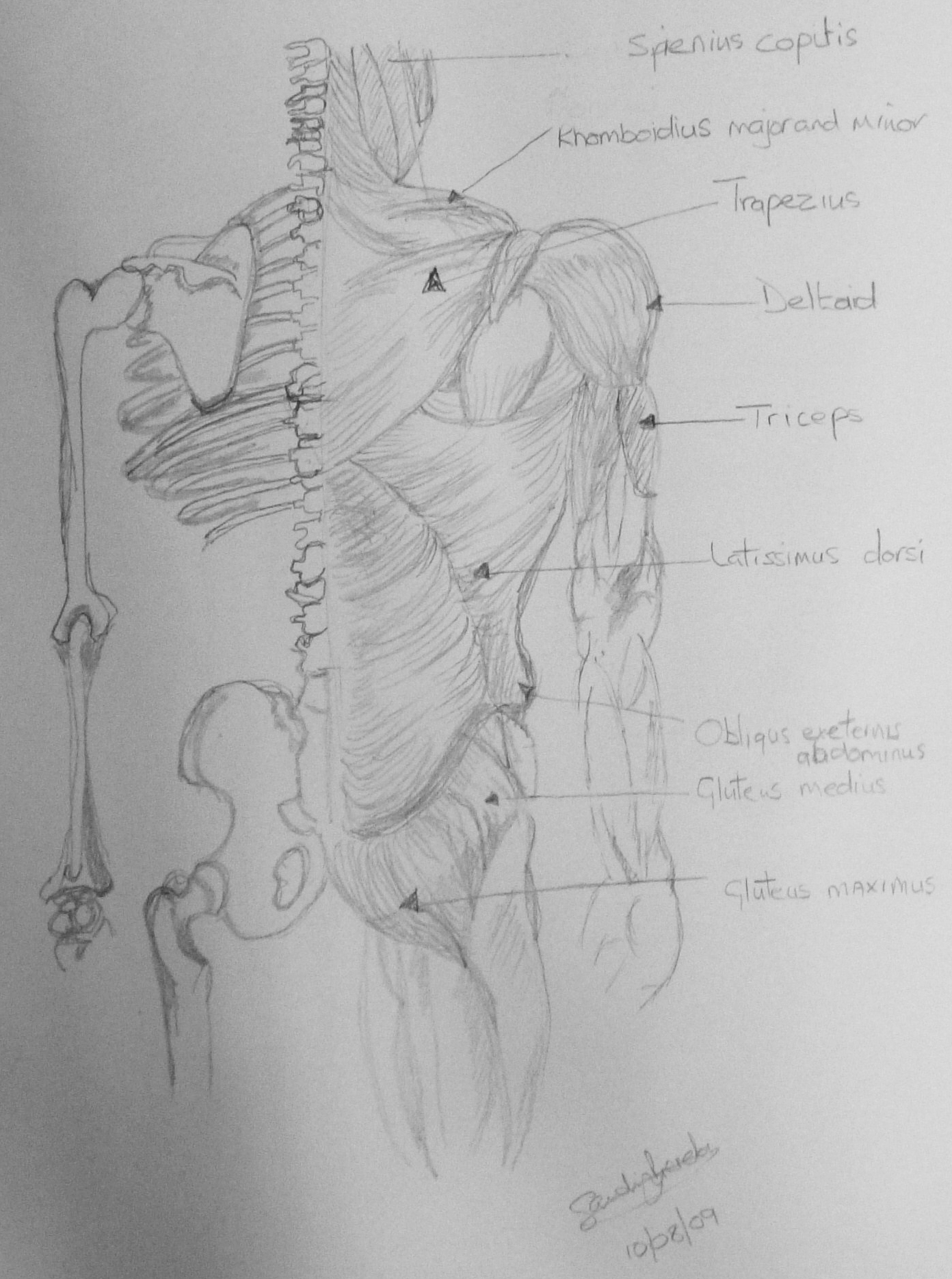 Human Body Anatomy Back View