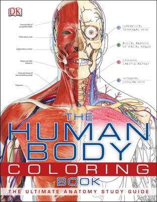 Human Body Anatomy For Kids