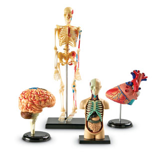 Human Body Anatomy Model Kids