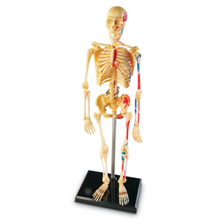 Human Body Anatomy Model Kids