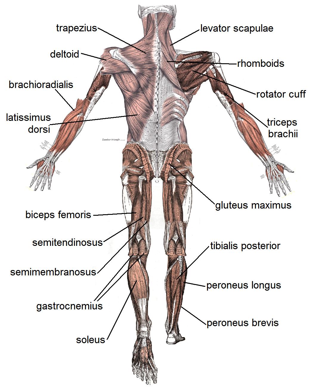 Human Body Diagram