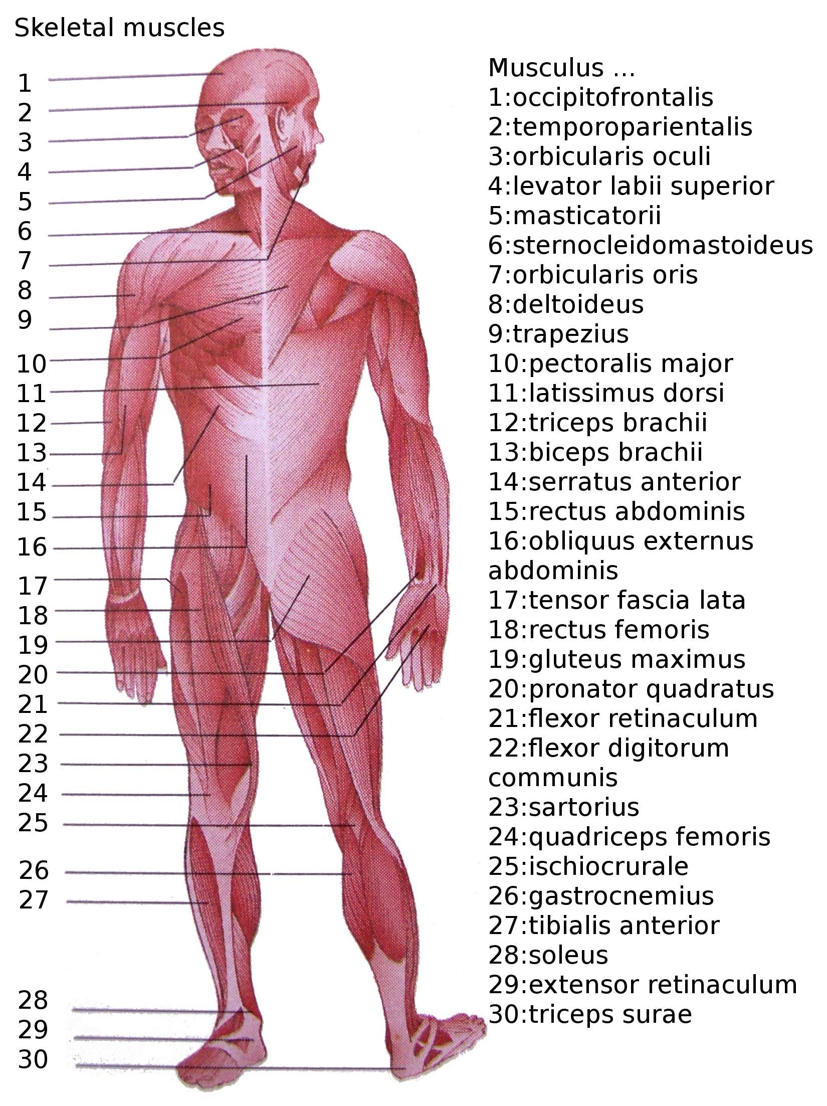 Human Body Diagram