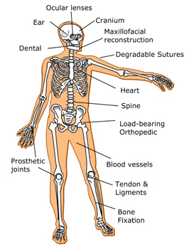 Human Body Diagram