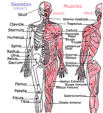 Human Body Diagram For Kids