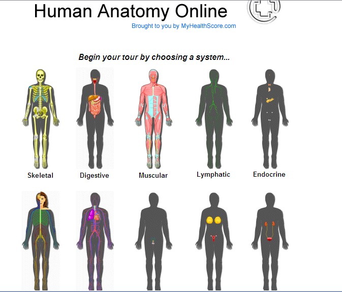 Human Body Diagram For Kids