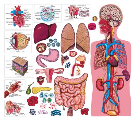 Human Body Diagram For Kids