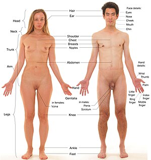 Human Body Diagram For Kids