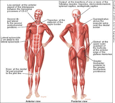 Human Body Diagram For Kids