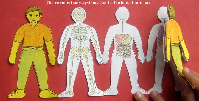 Human Body For Kids