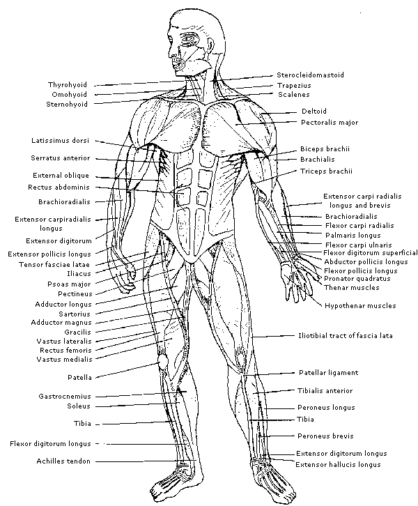 Human Body Muscles