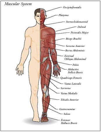 Human Body Muscles