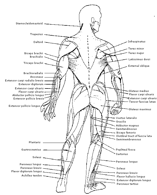 Human Body Muscles