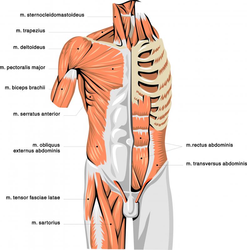 Human Body Muscles Names