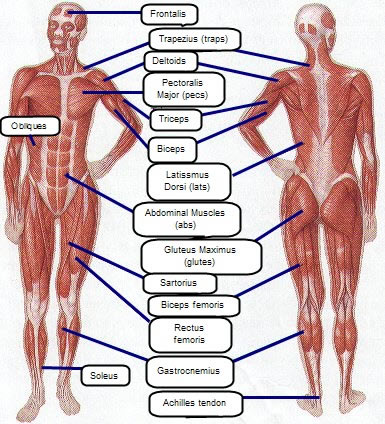 Human Body Muscles Names