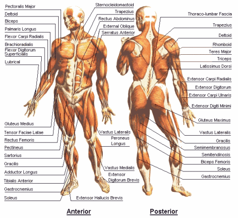 Human Body Muscles Names