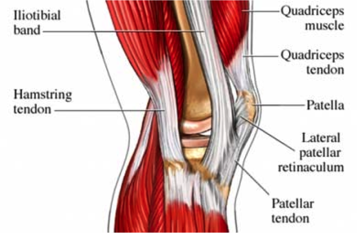 Human Body Muscles Names