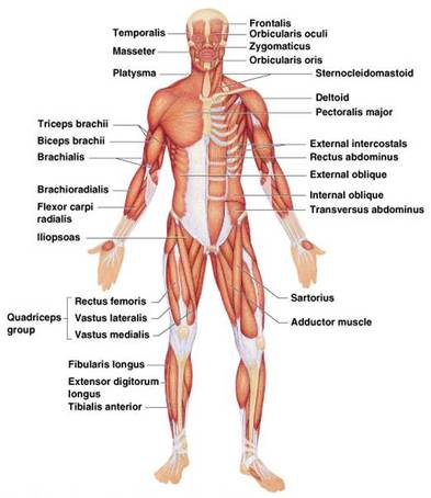 Human Body Muscles Names