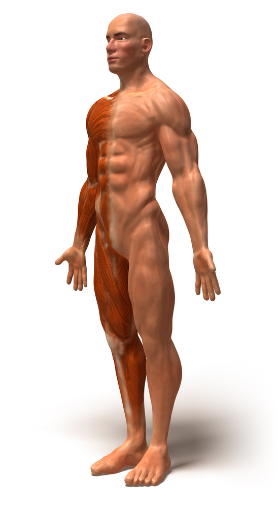 Human Body Muscles Names