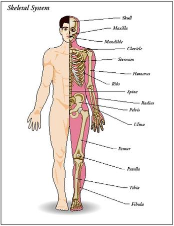 Human Body Organs