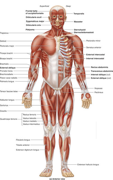 Human Body Organs