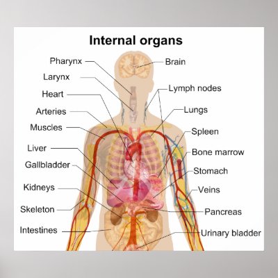 Human Body Organs