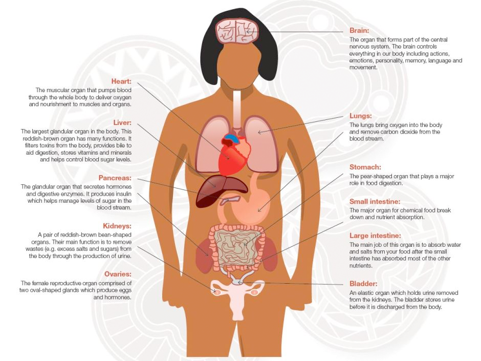 Human Body Organs Kidneys