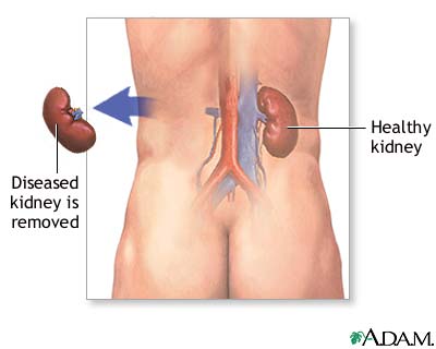 Human Body Organs Kidneys