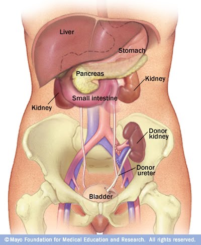 Human Body Organs Kidneys