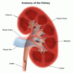 Human Body Organs Kidneys