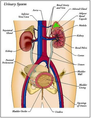 Human Body Organs Kidneys