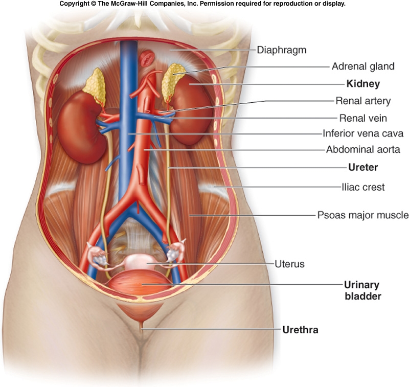 Human Body Organs Kidneys