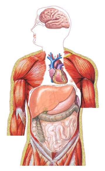 Human Body Organs Kidneys