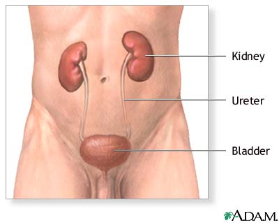 Human Body Organs Kidneys