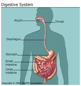 Human Body Organs Picture