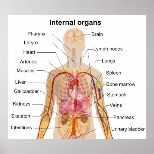 Human Body Organs Picture