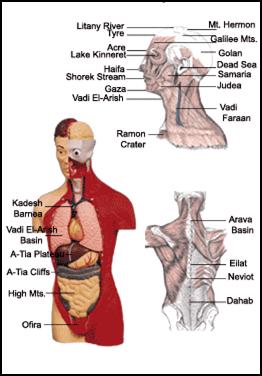 Human Body Organs Picture