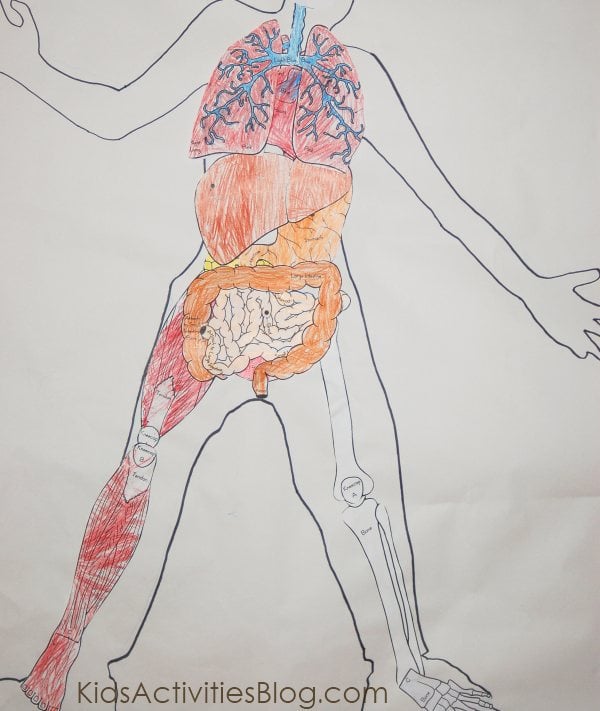 Human Body Organs Pictures For Kids