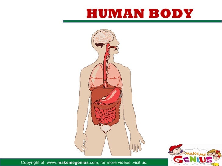 Human Body Organs Pictures For Kids