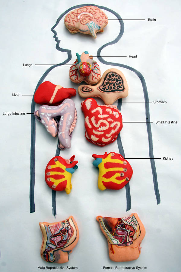 Human Body Organs Pictures For Kids