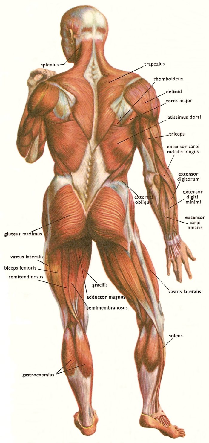 Human Body Parts