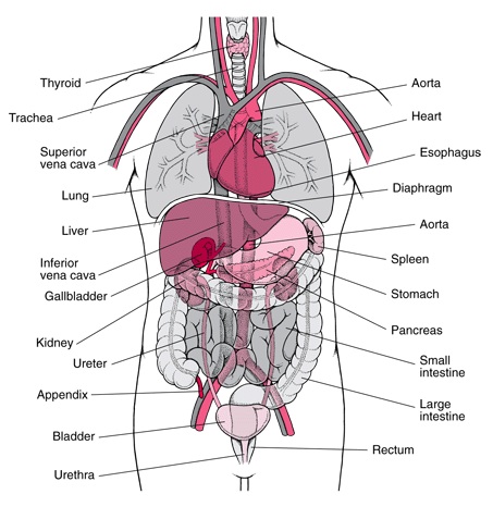 Human Body Parts