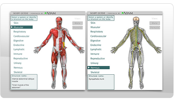 Human Body Parts