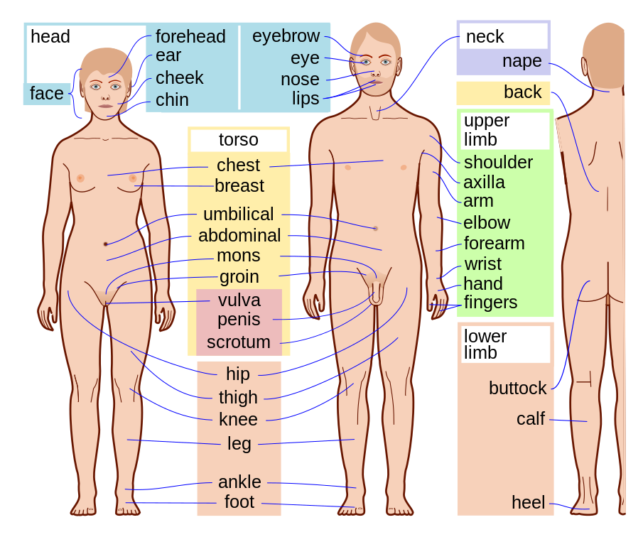 Human Body Parts