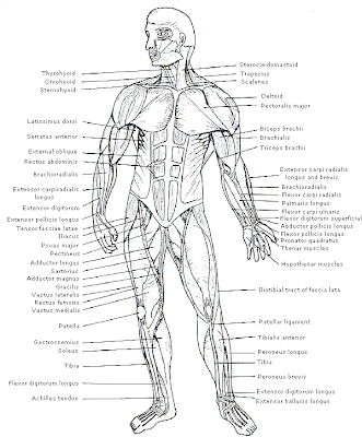 Human Body Parts