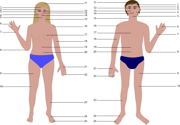 Human Body Parts Diagram