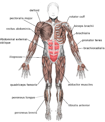 Human Body Parts Diagram