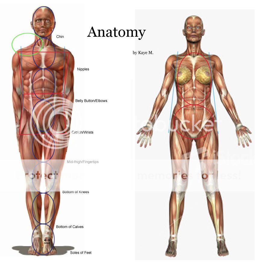 Human Body Parts Diagram