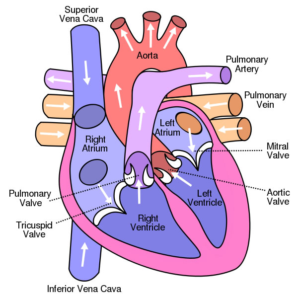 Human Body Parts Diagram