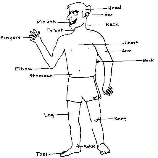 Human Body Parts Diagram