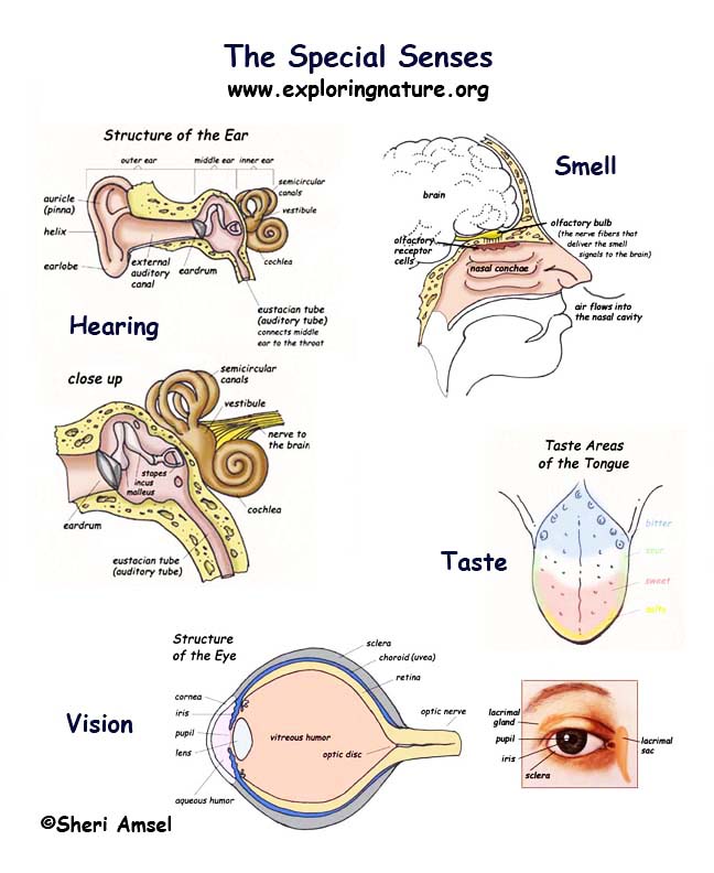 Human Body Parts For Kids Pdf